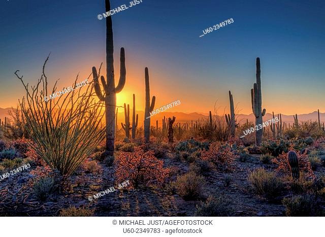 The sun sets amongst the cactus at Saguaro National Park, Arizona. U.S.A