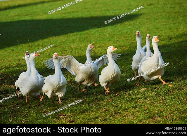 Domestic goose (Anser anser domesticus), meadow, frontal, running