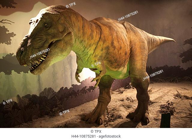 England, London, Natural History Museum, Tyrannosaurus Rex Dinosaur