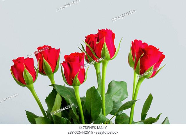 Bouquet of fresh red roses on grey background