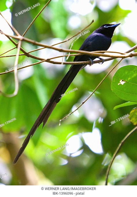 Male of the almost extinct, endemic Seychelles Paradise Flycatcher (Terpsiphone corvina), La Digue Island, Seychelles, Africa, Indian Ocean