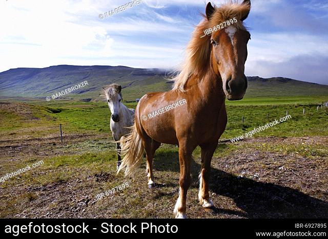 Two Icelandic horses (Equus ferus caballus), Vatnsnes, North Iceland, Iceland, Europe