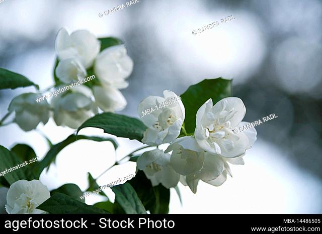white flowers of the European pipe bush (Philadelphus coronarius), also called false jasmine, Germany