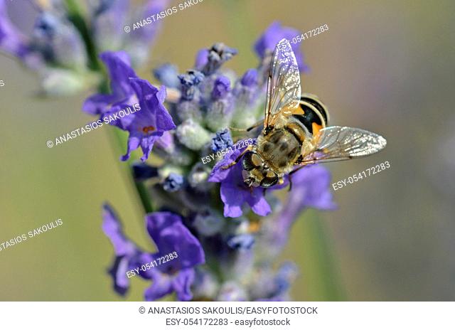 Eristalis is a large genus of hoverflies, family Syrphidae, Greece