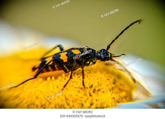 Rutpela maculata or Spotted Longhorn in his natural environment on a daisy extreme closeup