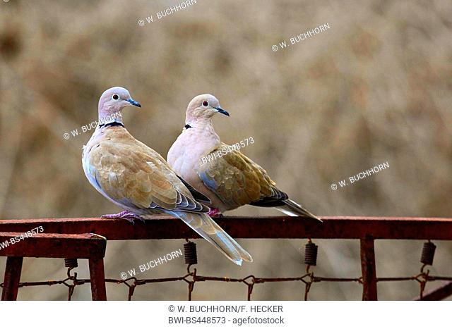 collared dove (Streptopelia decaocto), courting couple on a rusty fence, Germany