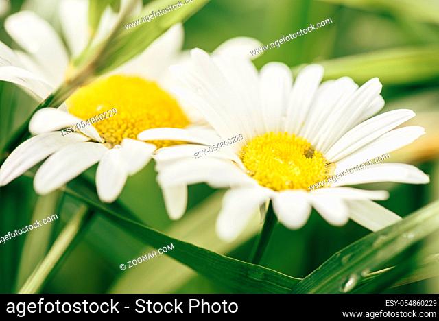 Daisy Flowers on Lawn at Sunny Day with Water Drops