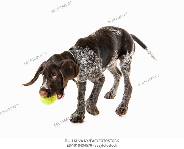 Playing German wire-haired pointer puppy, 12 weeks old, white background