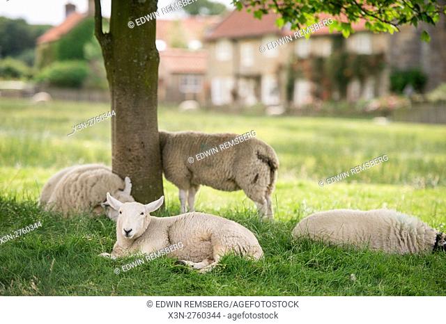 UK, England, Yorkshire - sheep lying peacefully underneath a shady tree on a dairy farm in Goathland