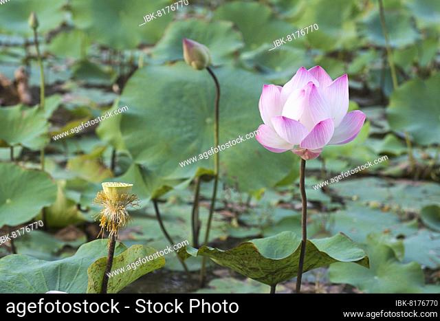 Lotus (Nelumbo nucifera), Siem Reap, Cambodia, Asia