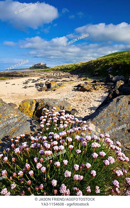 England, Northumberland, Bamburgh  Sea Thrift growing along a rocky outcrop north of Bamburgh Castle