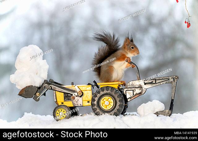 red squirrel is standing on a snowplough tractor