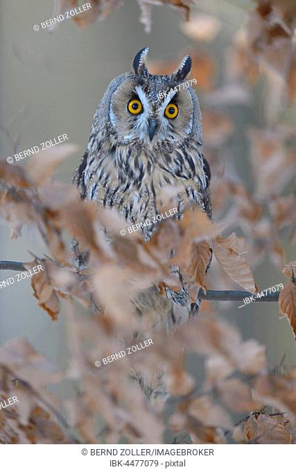 Long-eared owl (Asio otus) sitting on autumn coloured beech branch, Bohemian Forest, Czech Republic