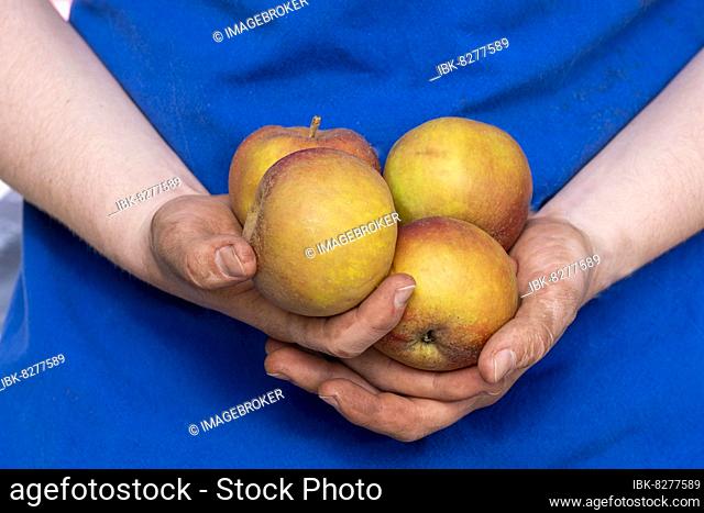 Apfel, Bioäpfel in einer Hand, Südtirol, Italien