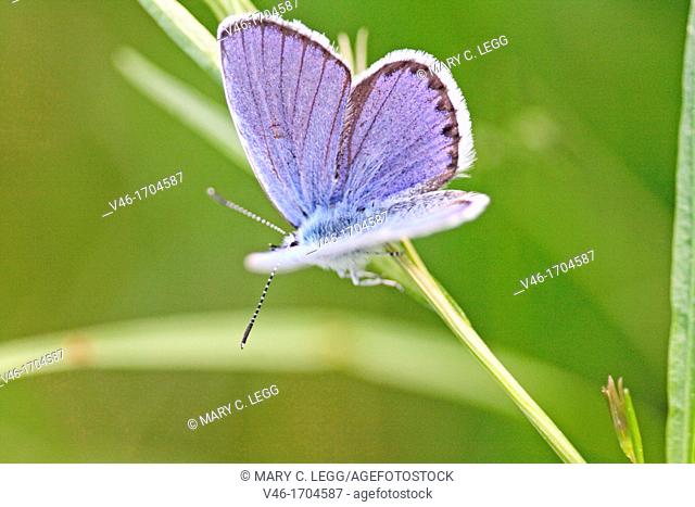 Reverdin's Blue, Plebeius argyrognomon on borage  Male  upperwings