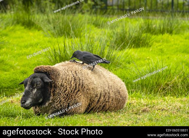 A long-haired sheep lies on the green grass. The crow sits on her back