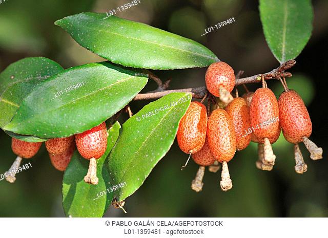 Silverberry (Elaeagnus pungens)