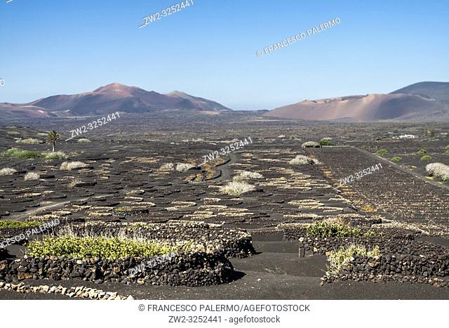 The typical Malvasia of the volcanic island. La Geria, Lanzarote. Spain