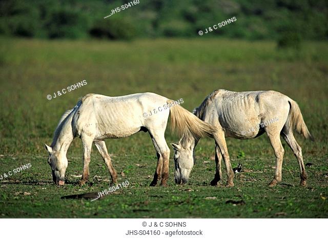 Pantaneiro Horse, Pantanal, Brazil, adults, feeding on grass