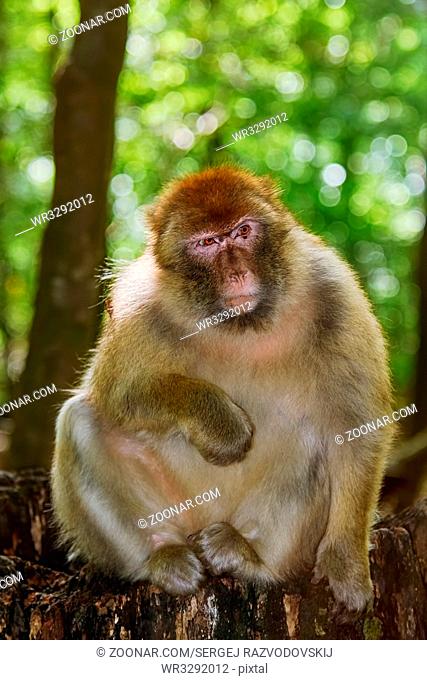 Barbary Macaque (Macaca Sylvanus) Sitting on the Tree Stump