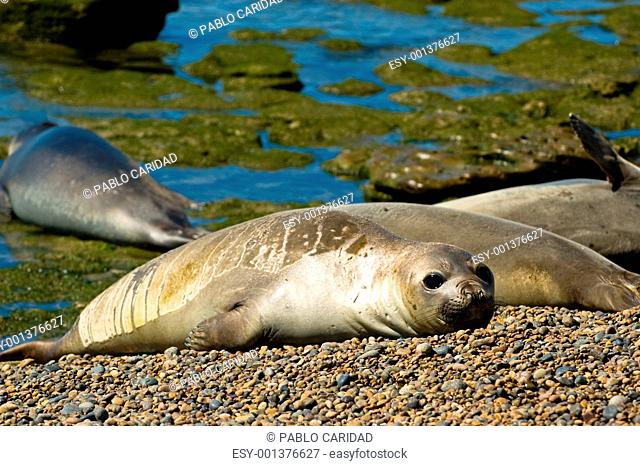 Elephant seals in Patagonia