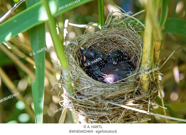 Eurasian cuckoo (Cuculus canorus), 4 days old young cuckoo in a reed warbler nest, Germany, Bavaria, Oberbayern, Upper Bavaria