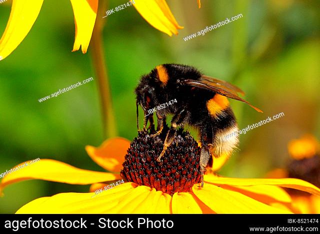 Large earth bumblebee (Bombus terrestris), on a flower of yellow coneflower (Echinacea paradoxa), Wilden, North Rhine-Westphalia, Germany, Europe