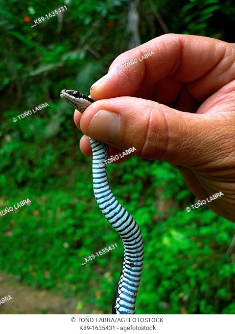 Jubo snake Alsophis cantherigerus Topes de Collantes National Park  Sierra Escambray  Cuba