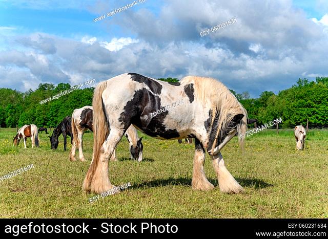 Irish cob horses in a pasture. Grazing in the French countryside in spring