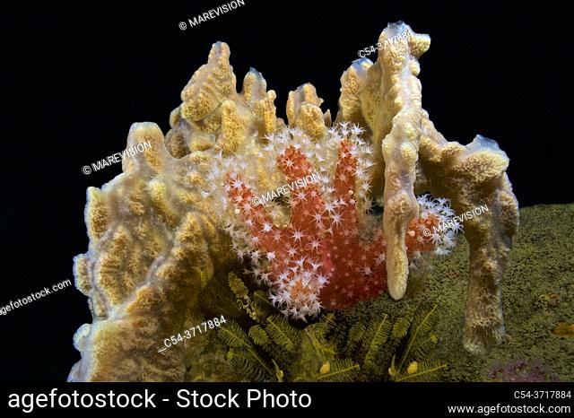 Red sea-fingers, Red Dead Men's Fingers (Alcyonium glomeratum) and Sponge (Desmacidon fructicosum). Eastern Atlantic. Galicia. Spain. Europe
