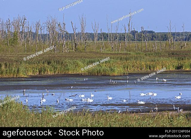Colony of mute swans and grey herons at nature reserve Anklamer Stadtbruch in Mecklenburg Western Pomerania / Mecklenburg-Vorpommern, Germany
