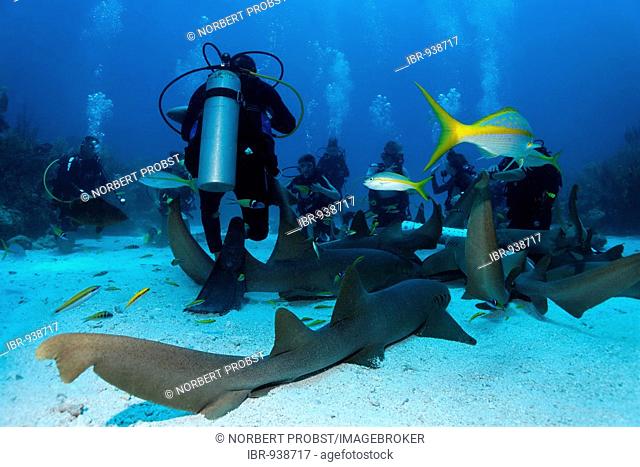 Scuba divers amongst a school of Nurse Sharks (Ginglymostoma cirratum) lying on the sandy ocean after having been attracted by a container of scent agents and...