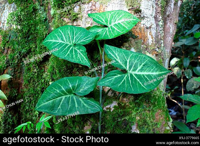 Leaf in the nature, Nephthytis a species of flowering plants in the family Araceae, borneo, Asia