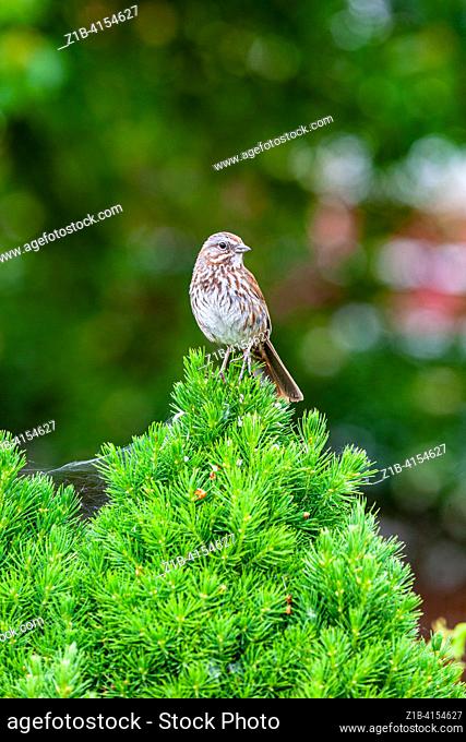 SongSparrow perched atop a small evergreen tree along the Steveston waterfront in British Columbia Canada