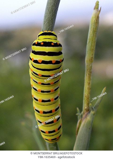 Caterpillar of Swallowtail butterfly climbing on a branch