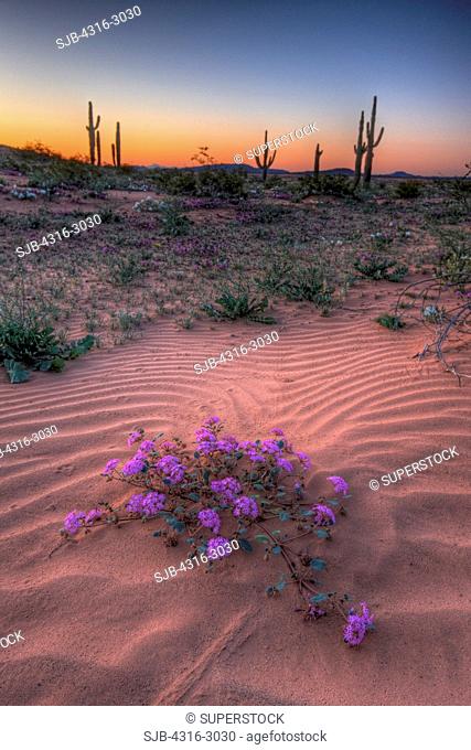 A desert sand verbena on sand dunes in Cabeza Prieta National Wildlife Refuge, southern Arizona