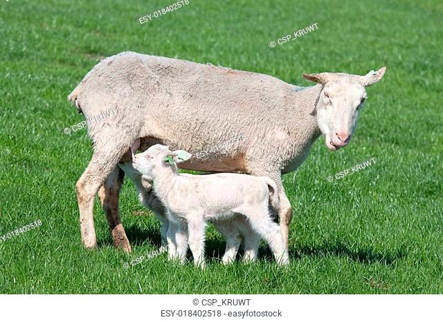 Young lamb nursed by his mother