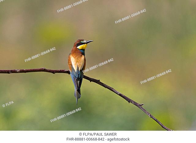 European Bee-eater (Merops apiaster) adult, perched on a branch, Macin, Romania, June