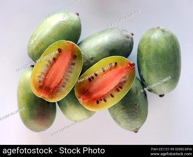 07 November 2023, Berlin: A halved, green kiwi berry lies on whole fruit on a plate. Photo: Soeren Stache/dpa. - Berlin/Berlin/Germany