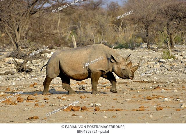Hook-lipped rhinoceros or Black rhinoceros (Diceros bicornis), Chudop, Etosha National Park, Namibia