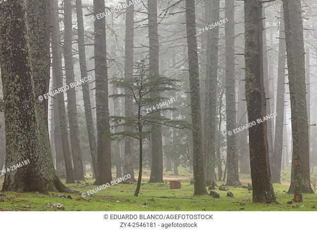Cedar tree forest in the fog. Ifrane National Park. Middle Atlas. Fez. Morocco. North Africa. Africa