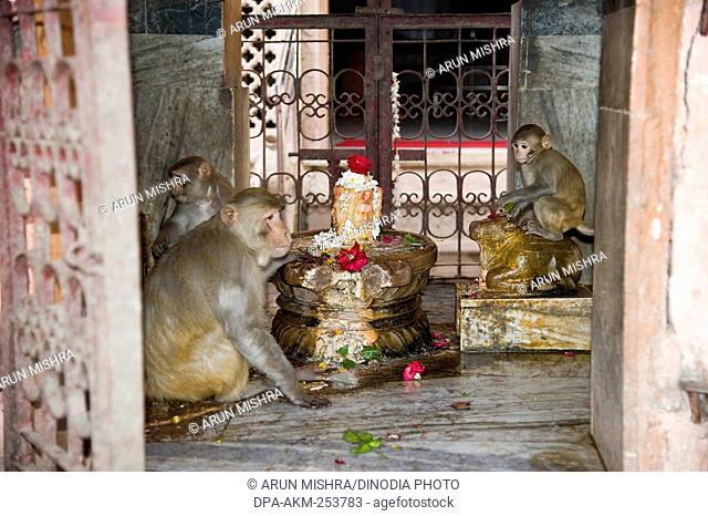 Shivling in temple, vishram ghat, mathura, uttar pradesh, india, asia