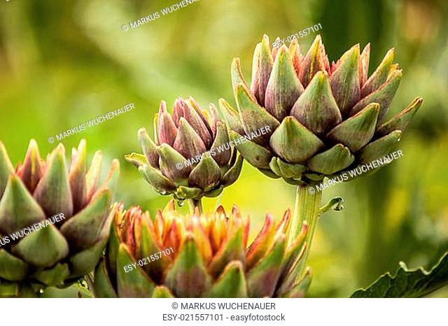 artichoke (cynara cardunculus)