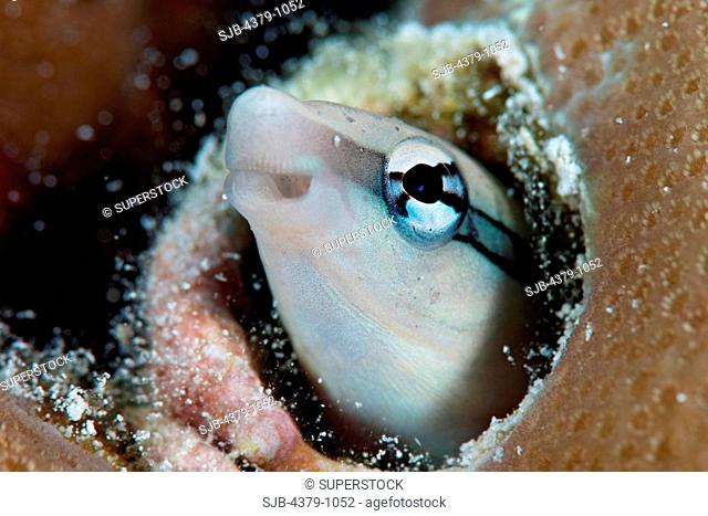 Slender Sabretooth Blenny, Aspidontus dussumieri, peeking out of a hole, The Maldives