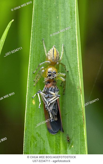 Jumping spider takes on its prey at Kampung Satow, Sarawak, Malaysia