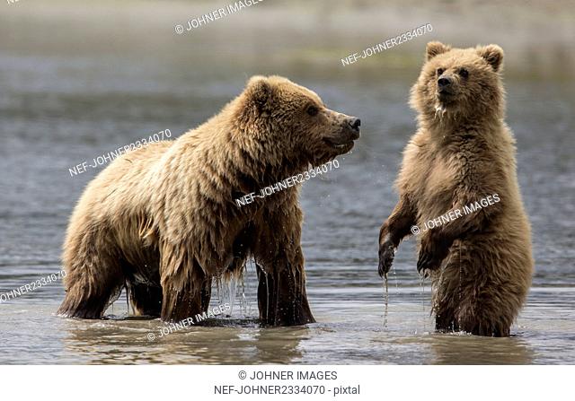 Young bears playing