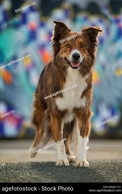 Adult border collie dog with colorful background