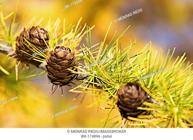 Yellow larch branch with cones