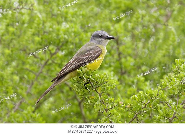 Couche's Kingbird (Tyrannus couchii). South Texas in March