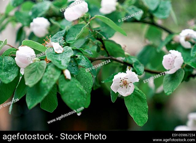 Blooming quince tree with raindrops on leaves. High quality photo